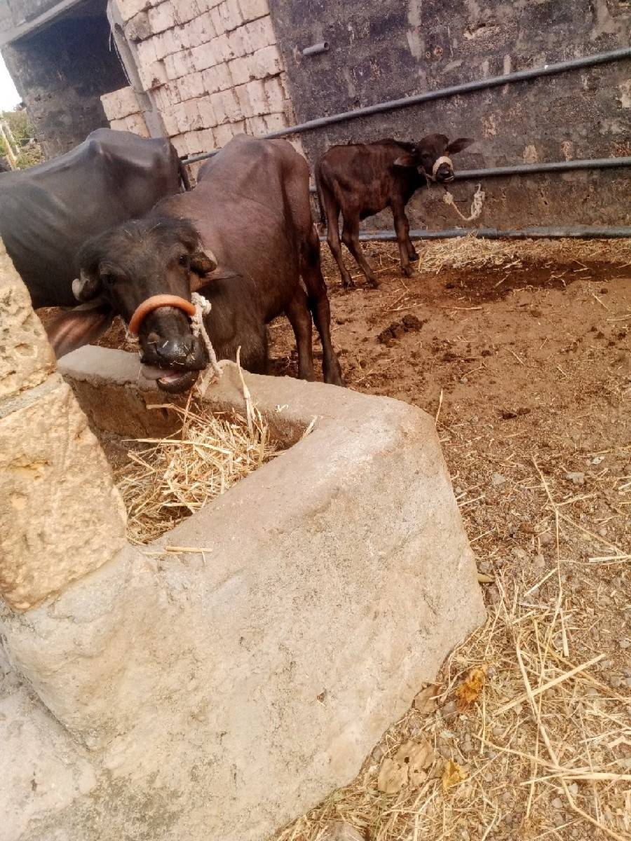 બે વેચવાની છે