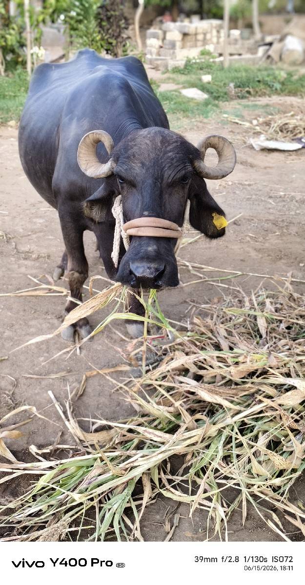 9925055142 ભેંસ માલીક ના નંબર