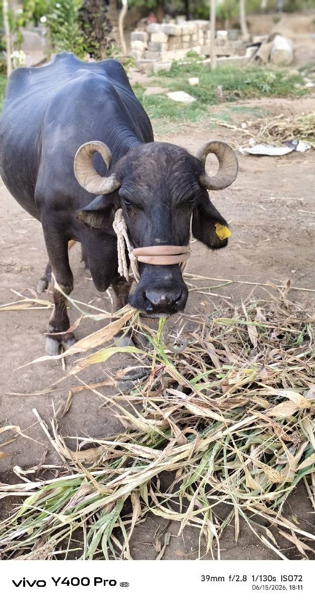 9925055142 ભેંસ માલીક ના નંબર