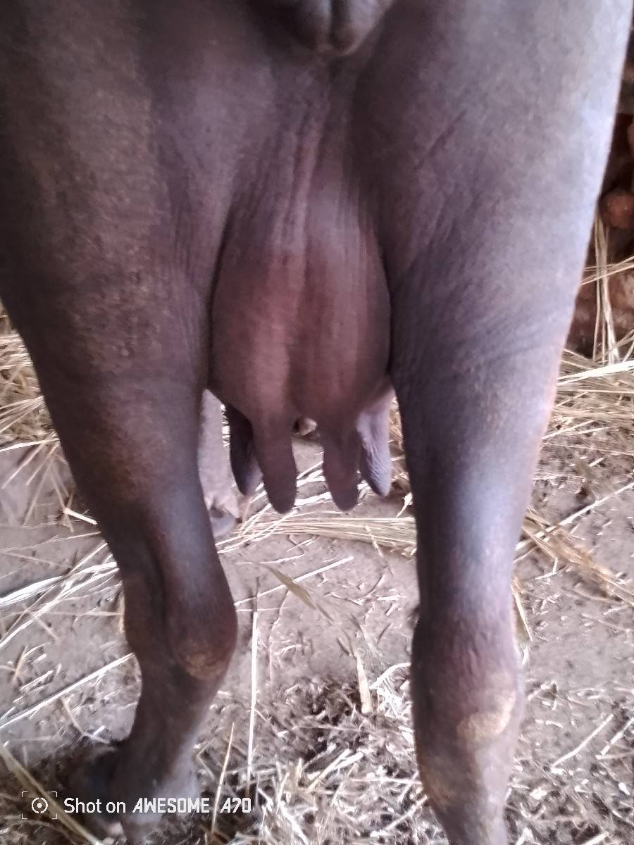 બીજું વેતર ખડેલી વેચવાનુછે