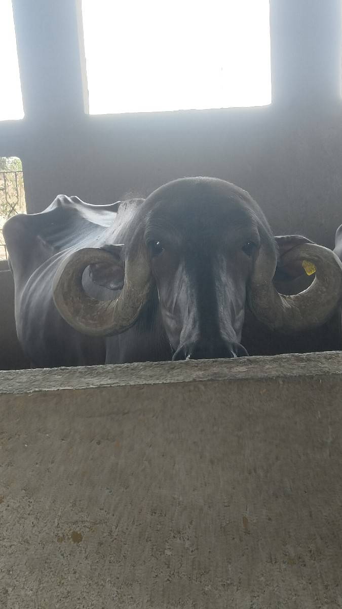 ઓરીજનલ ટોપલ