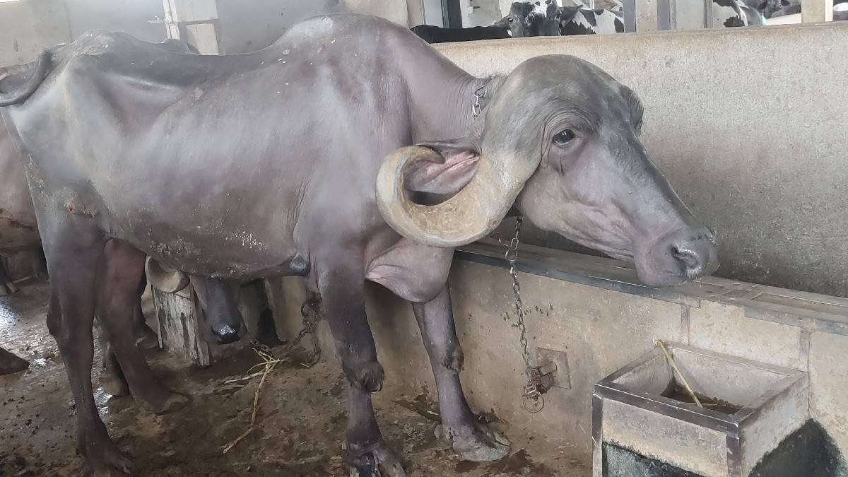 ઓરીજનલ ટોપલ