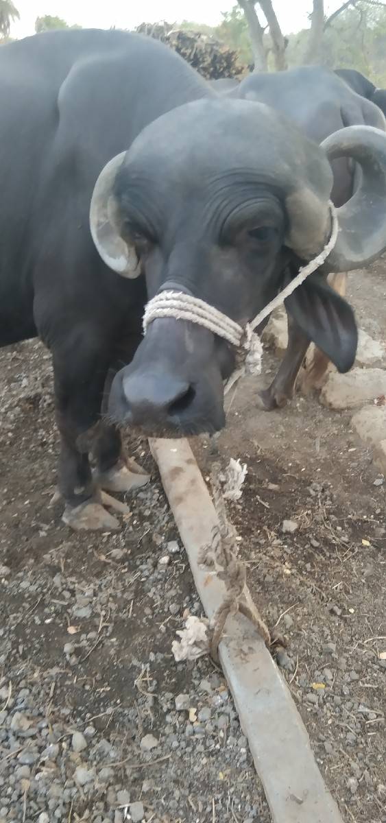 ભેસ વેચવાની છે