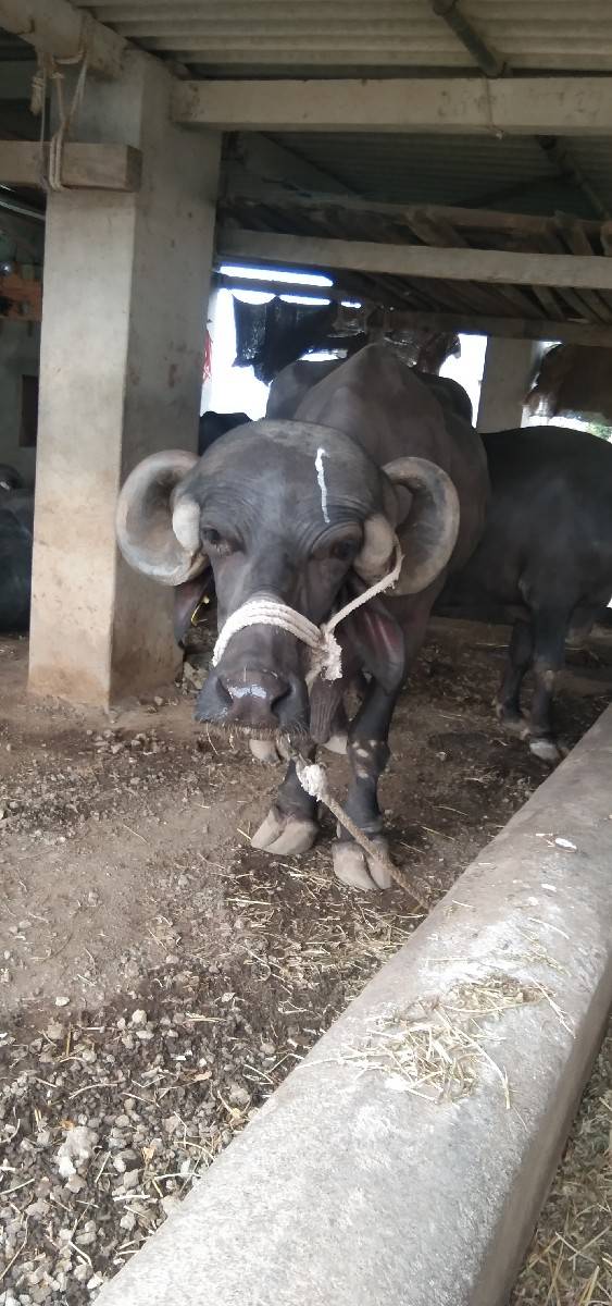 ભેસ વેચવાની છે