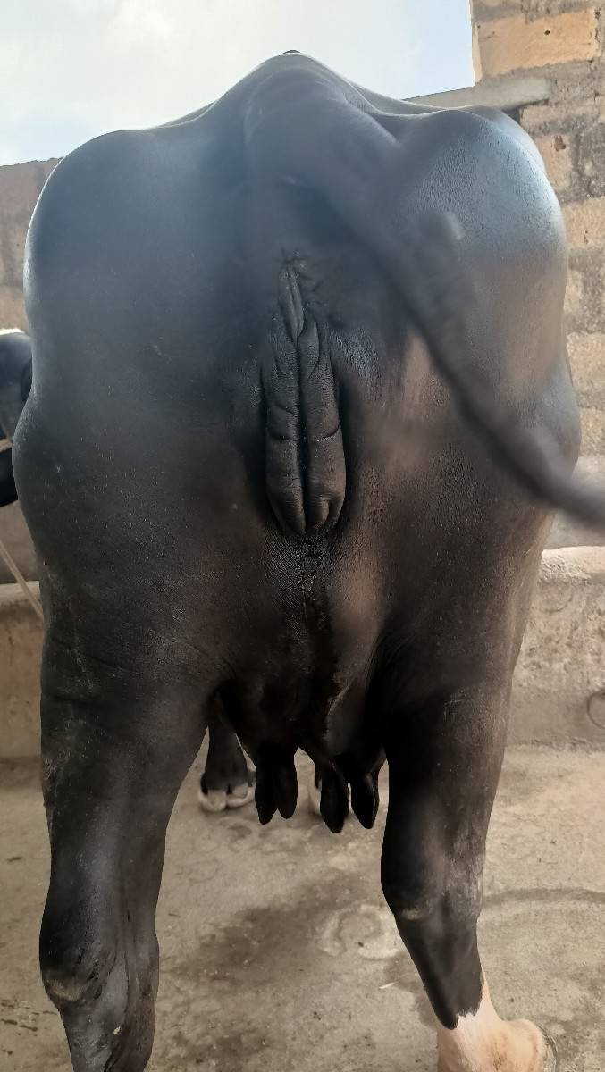 ભેંસ વેચવાની છે