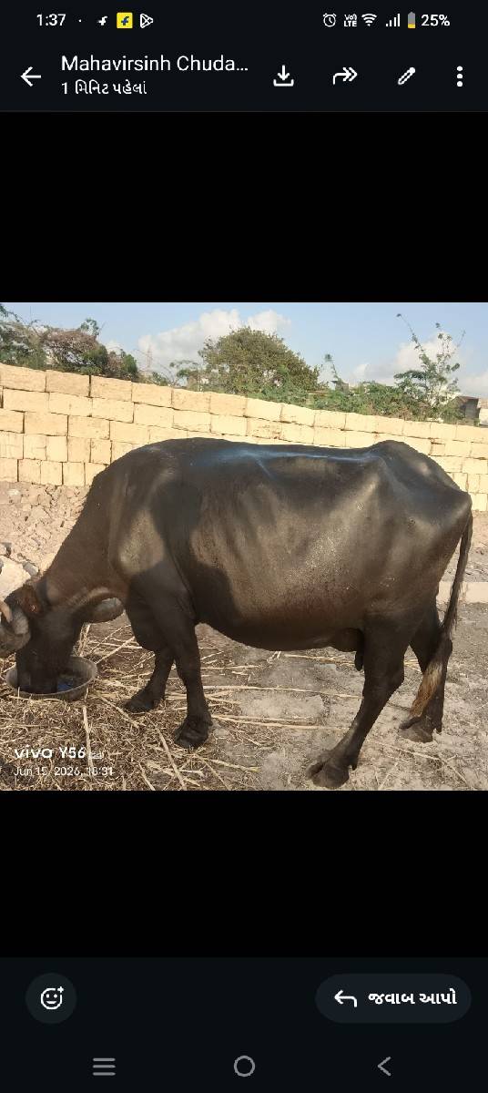 ચોથું વેતર 20 દિવસની વાર