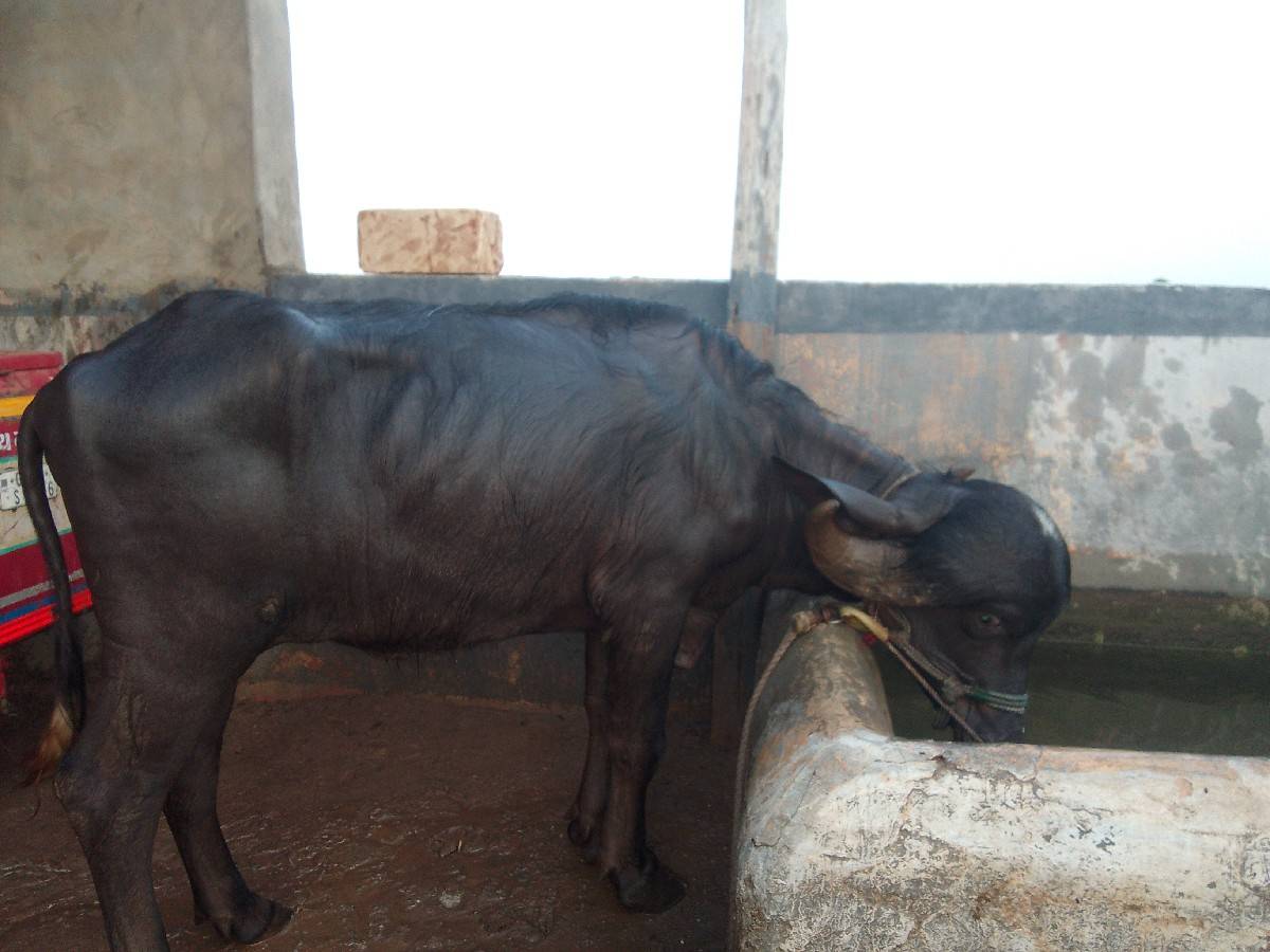 આ ખડેલિ વેચવાનિ છે