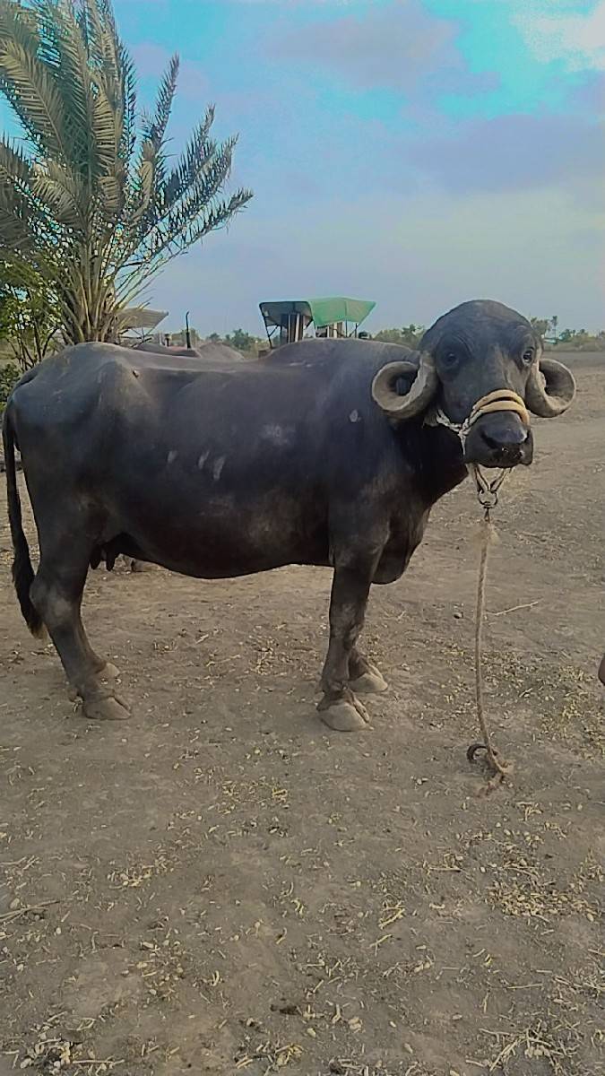 જય માતાજી