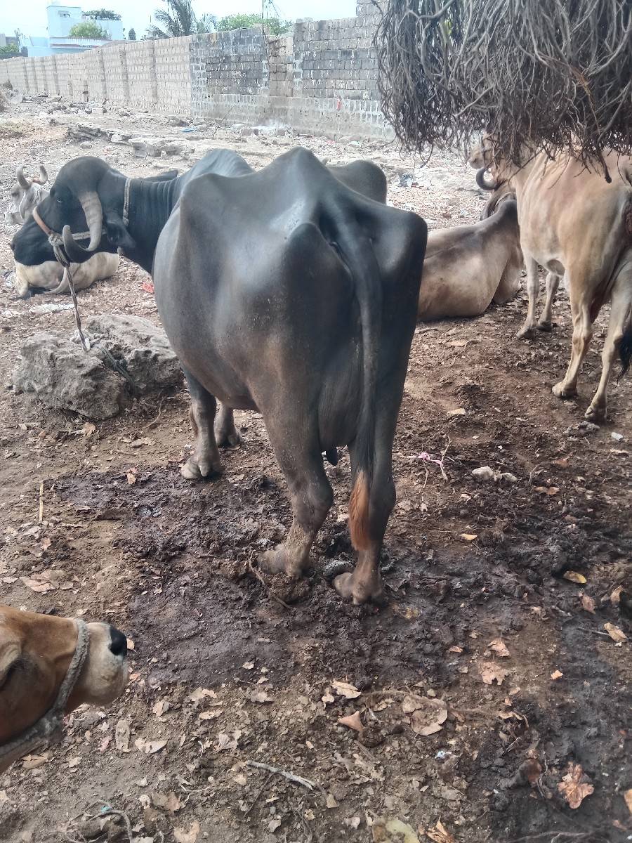 ભેશવેચવાનિછે