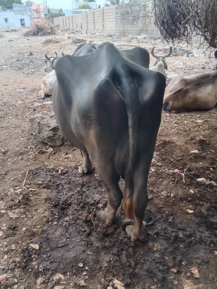 ભેશવેચવાનિછે