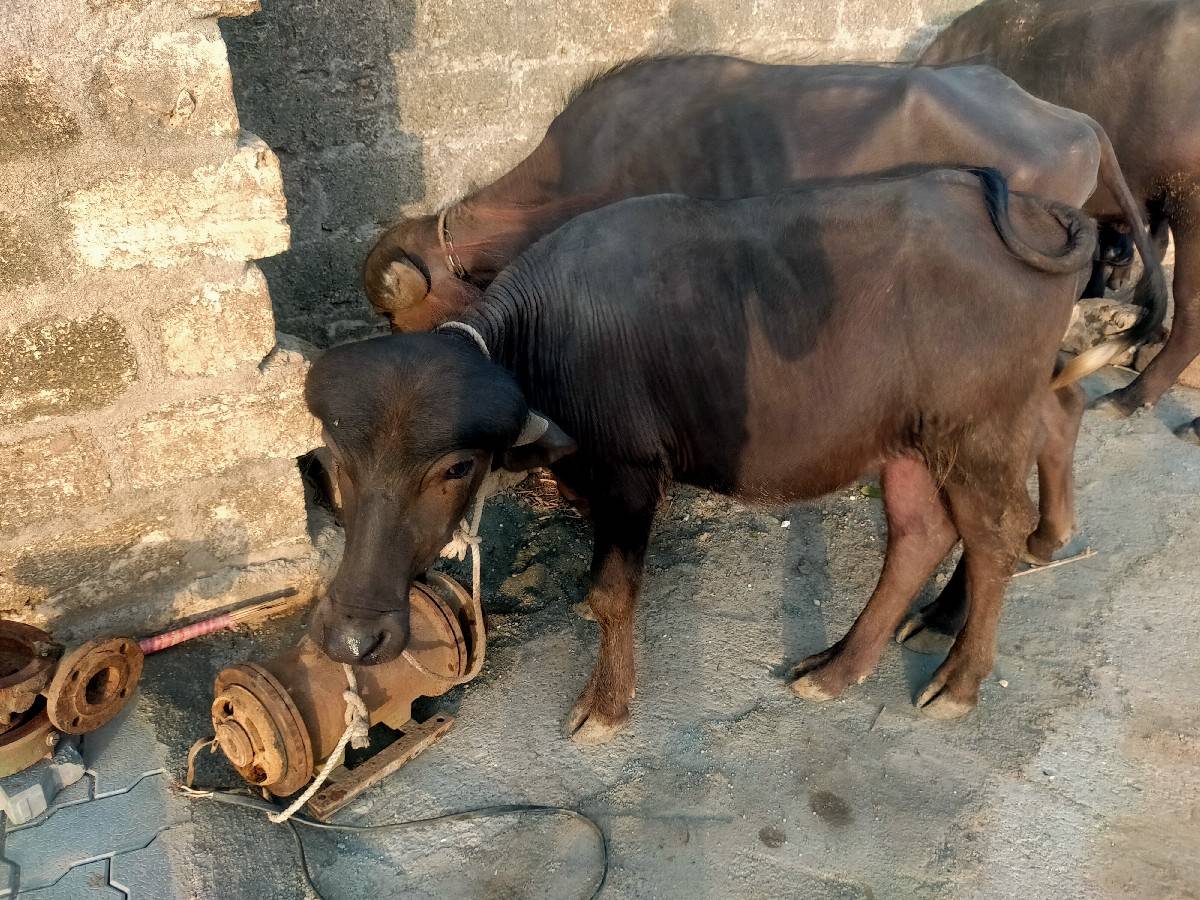 પારવા વારા ને દેવાની ચે