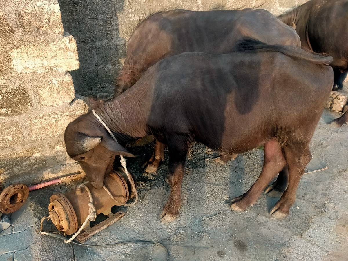 પારવા વારા ને દેવાની ચે