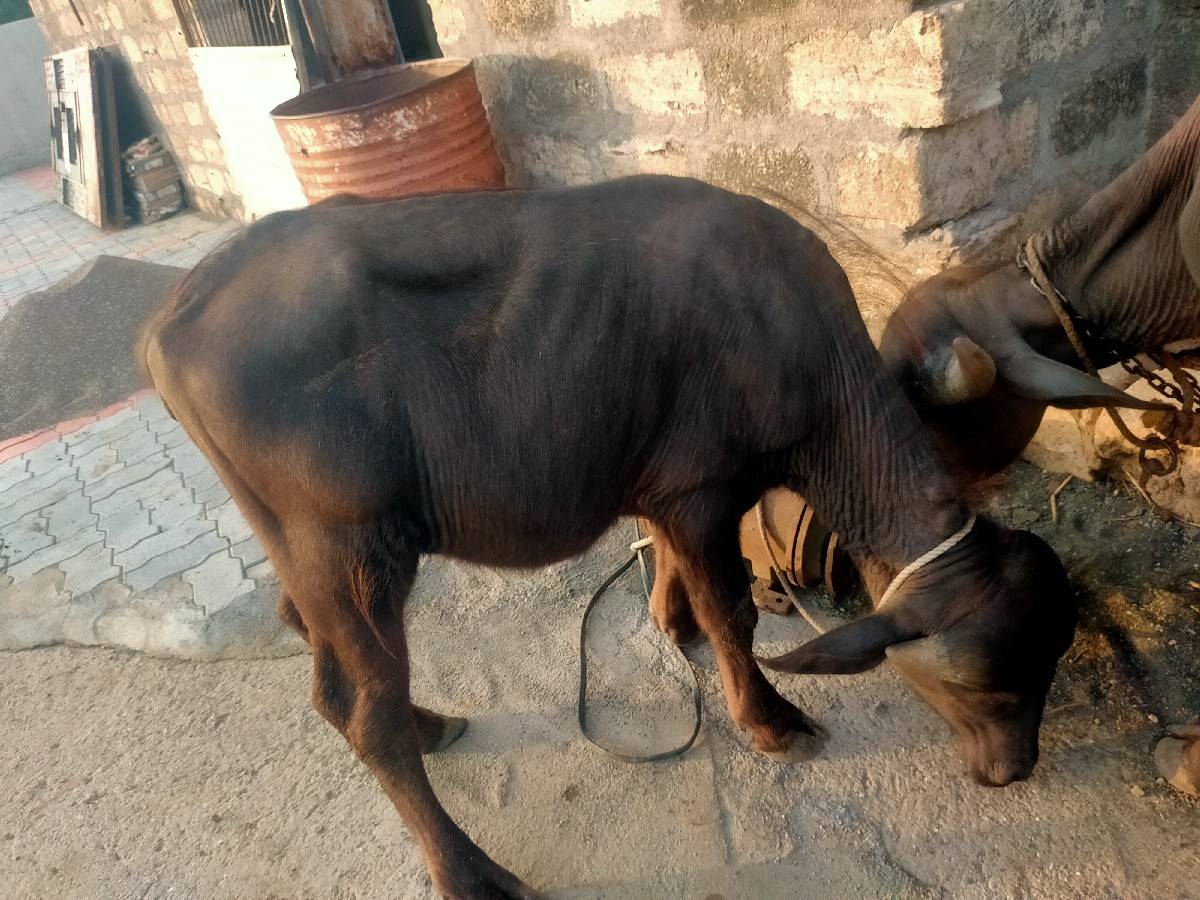 પારવા વારા ને દેવાની ચે