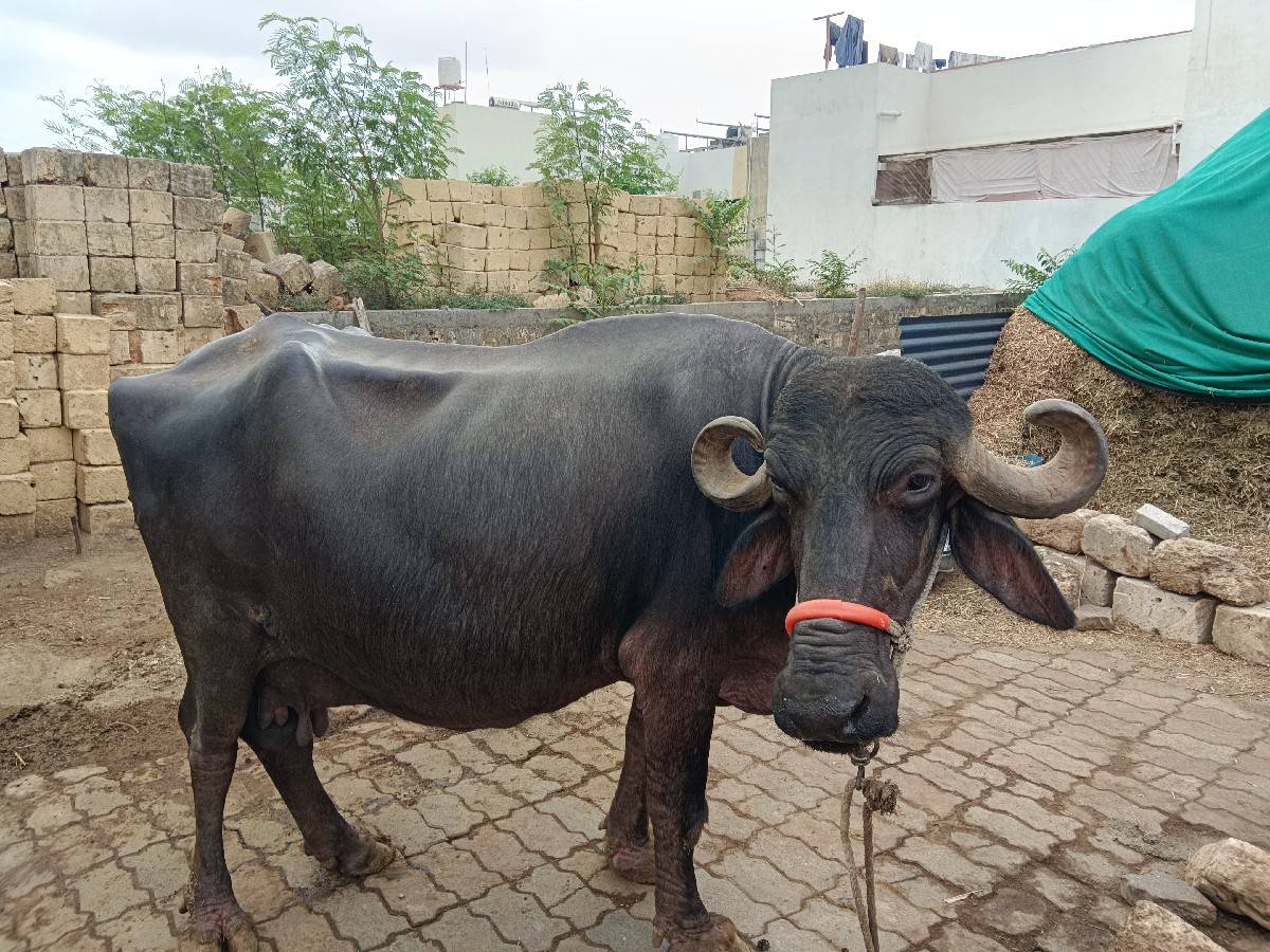 બે ભેસ વેચવાની છે
