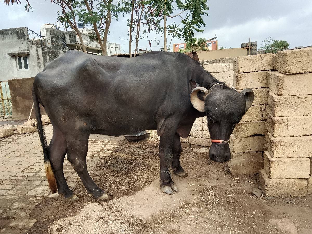 બે ભેસ વેચવાની છે