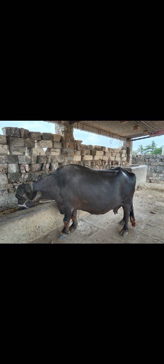 વેચવાની છે