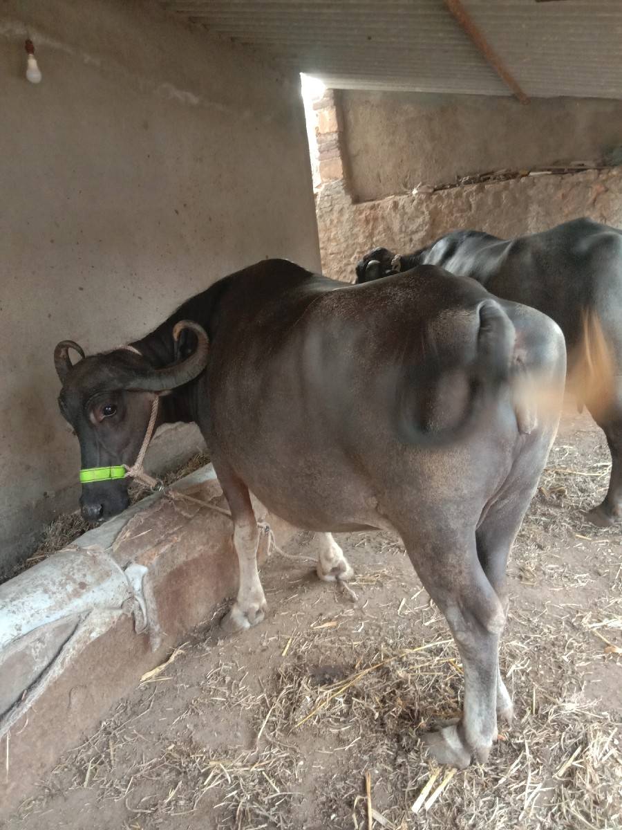 ભેસ