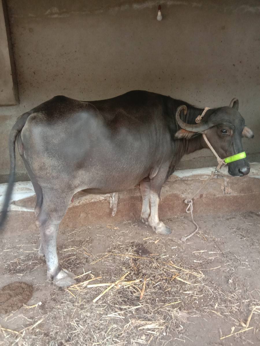 ભેસ