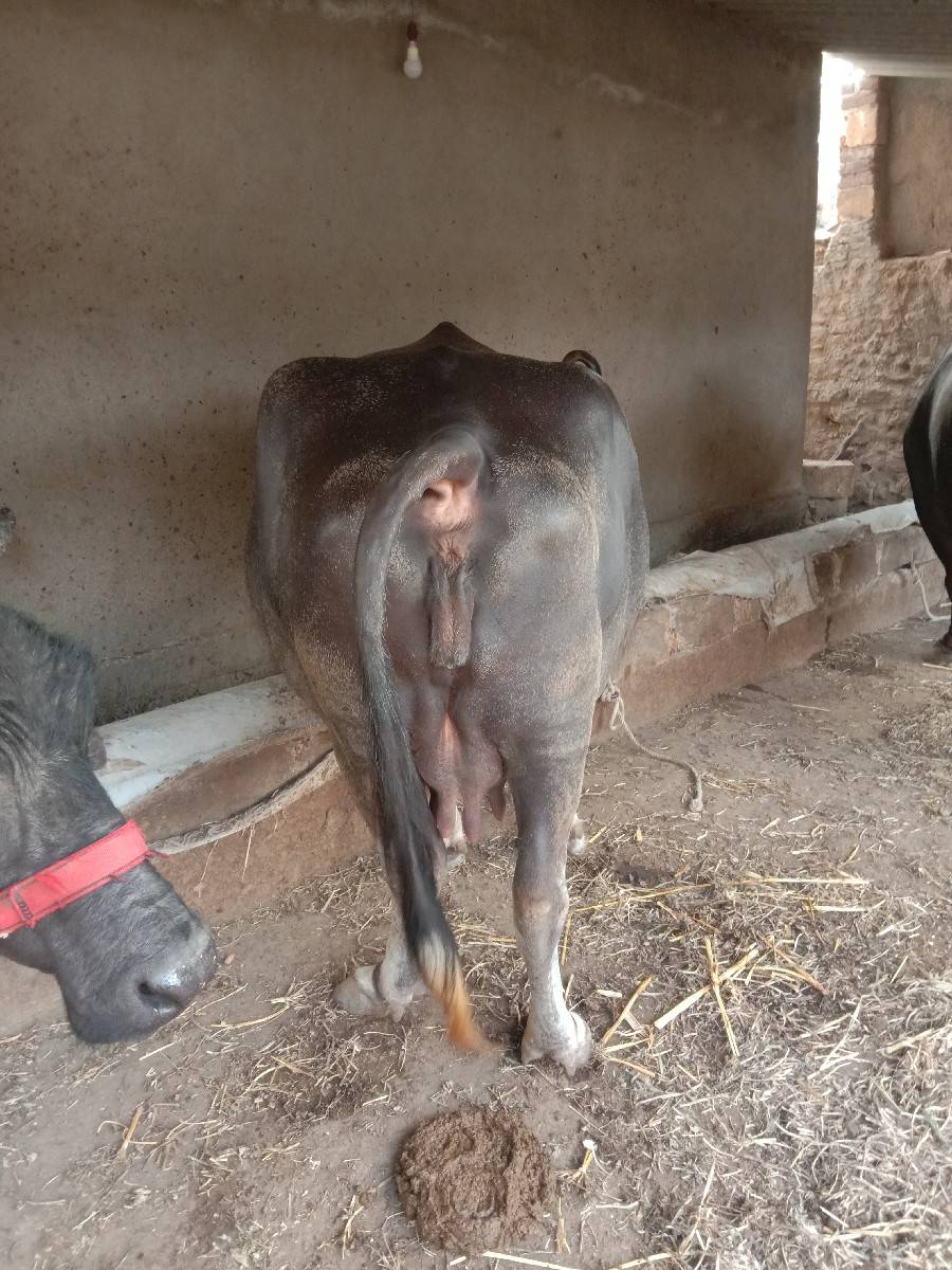 ભેસ