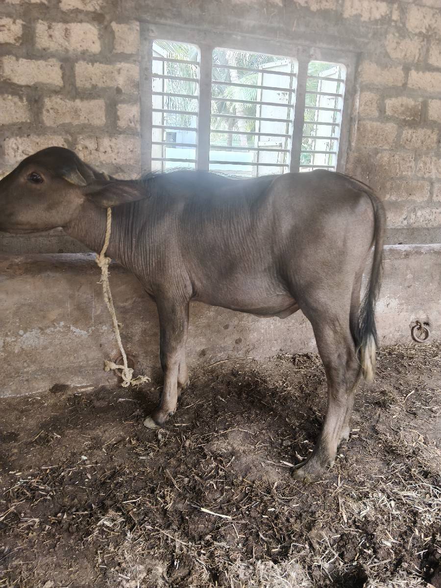 હા પાડો વેચવાનો છે