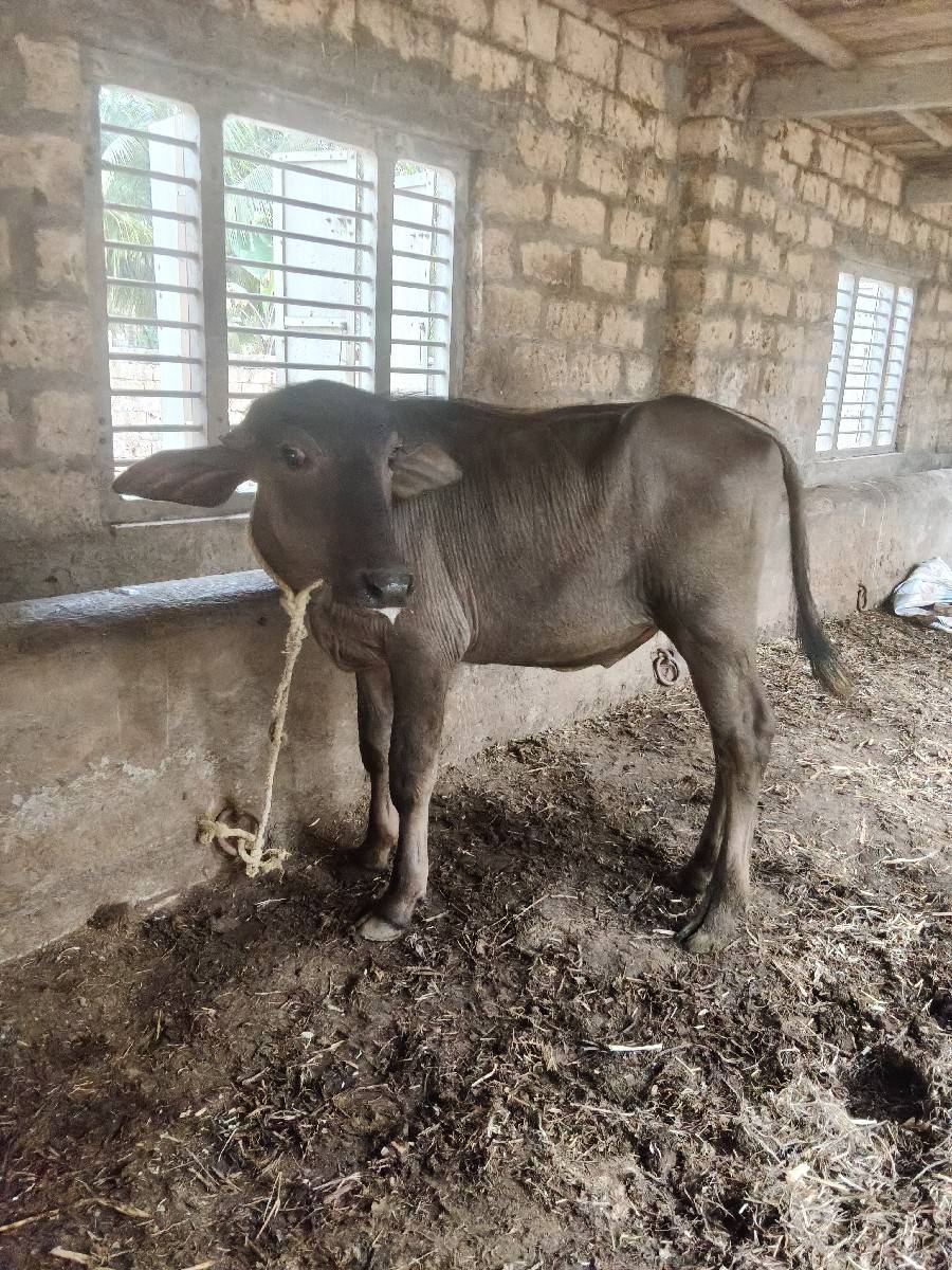 હા પાડો વેચવાનો છે