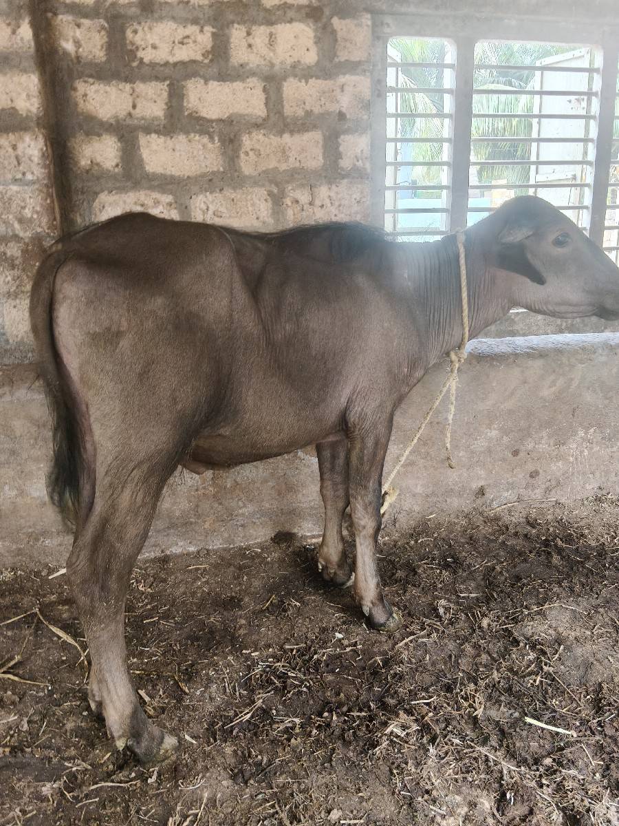હા પાડો વેચવાનો છે