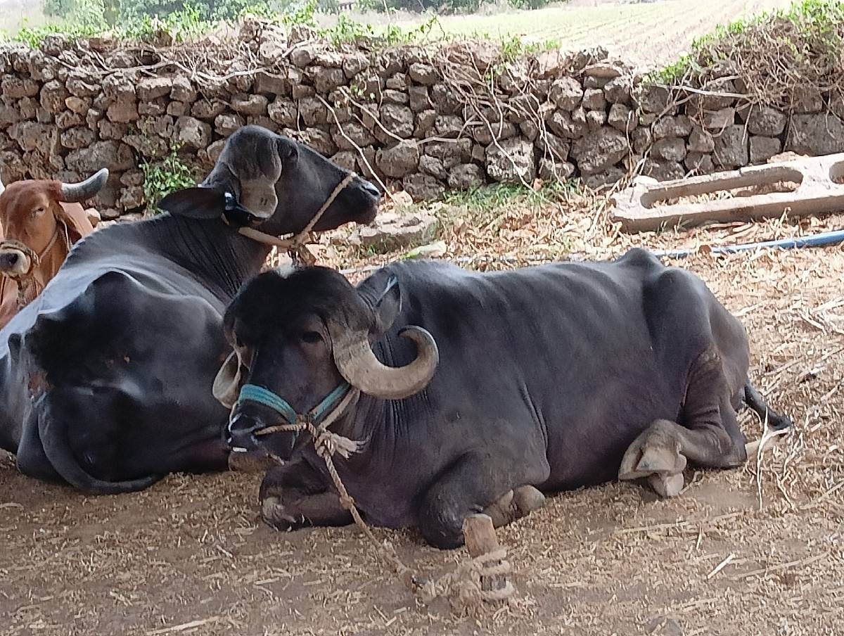 bhes vechavani che khadeli