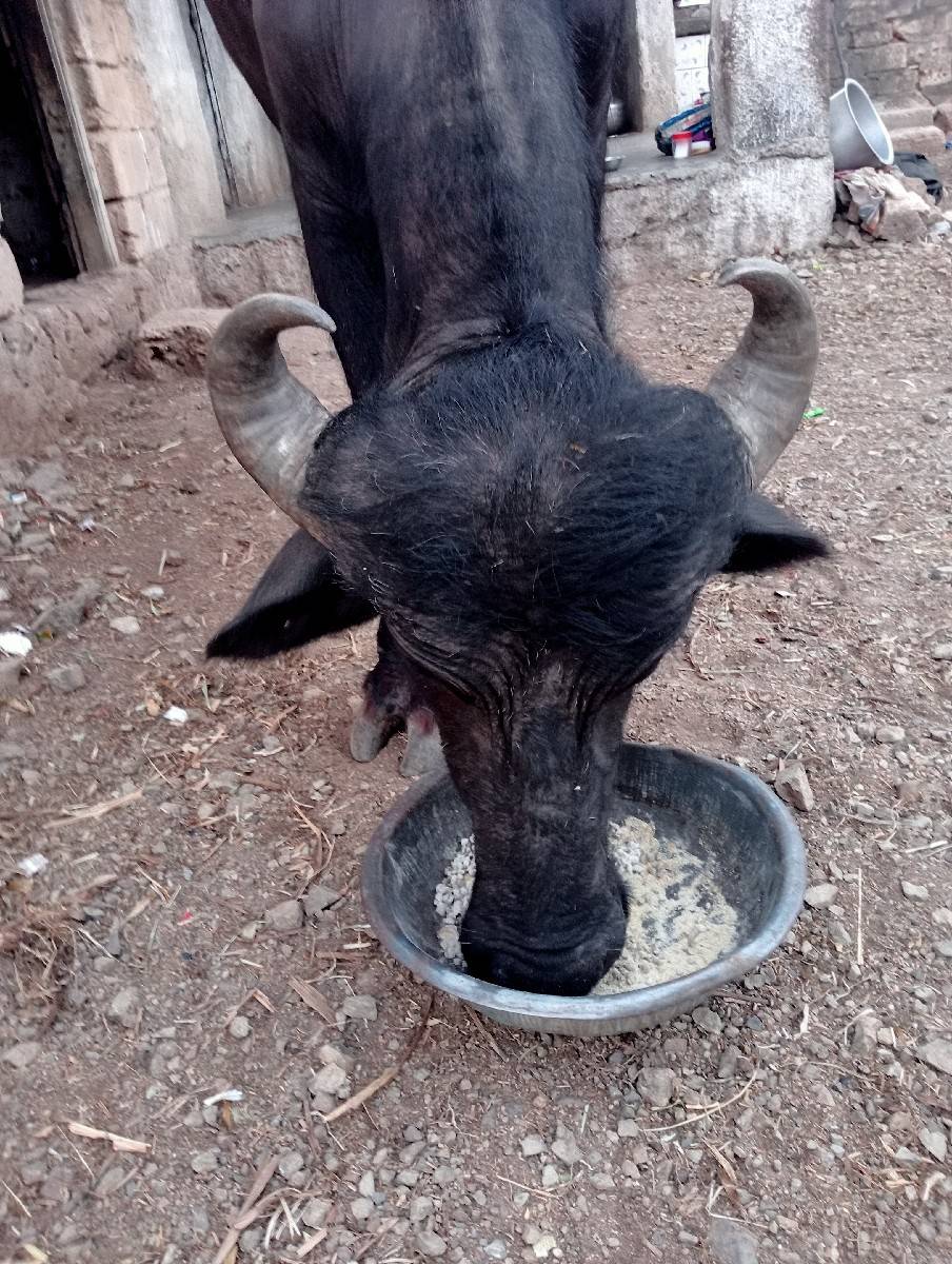 આ પાડો વેચવાનો છે
