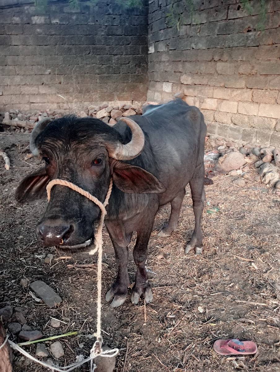 આ પાડો વેચવાનો છે