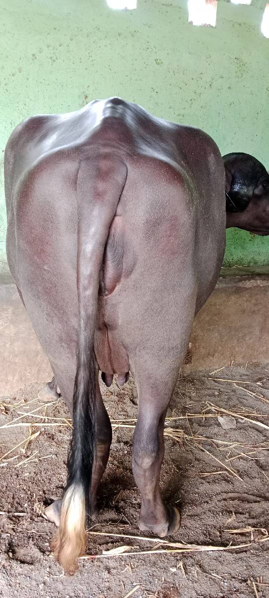 ખડેલી વેસવા ની સે