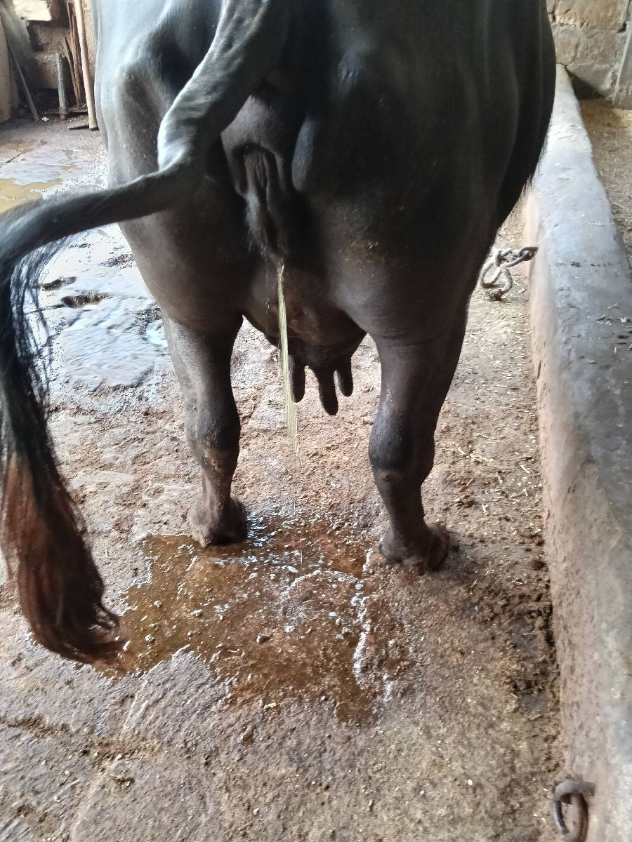 ભેસ વેચવાની છે
