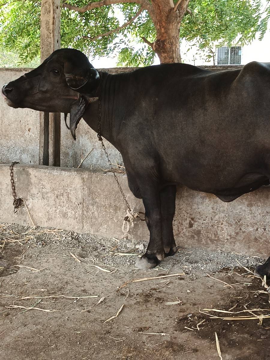 પેલું વેતર ગાભણ