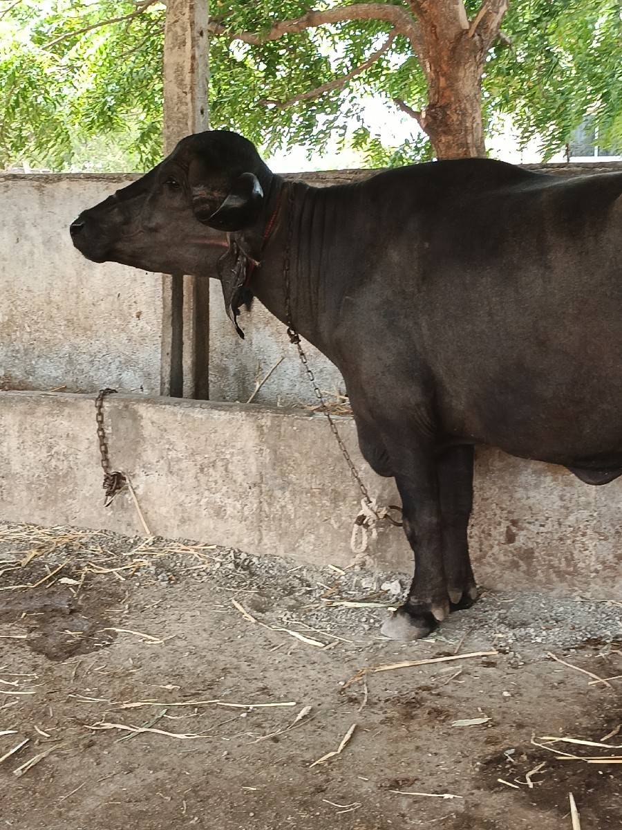 પેલું વેતર ગાભણ