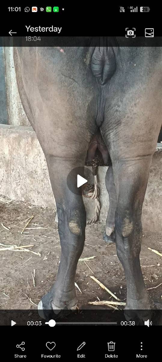 પેલું વેતર ગાભણ