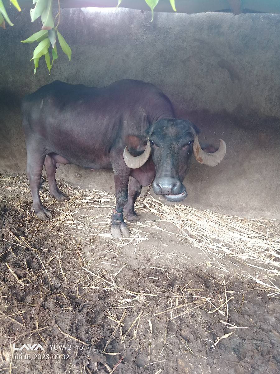 વેચવાનિ છે