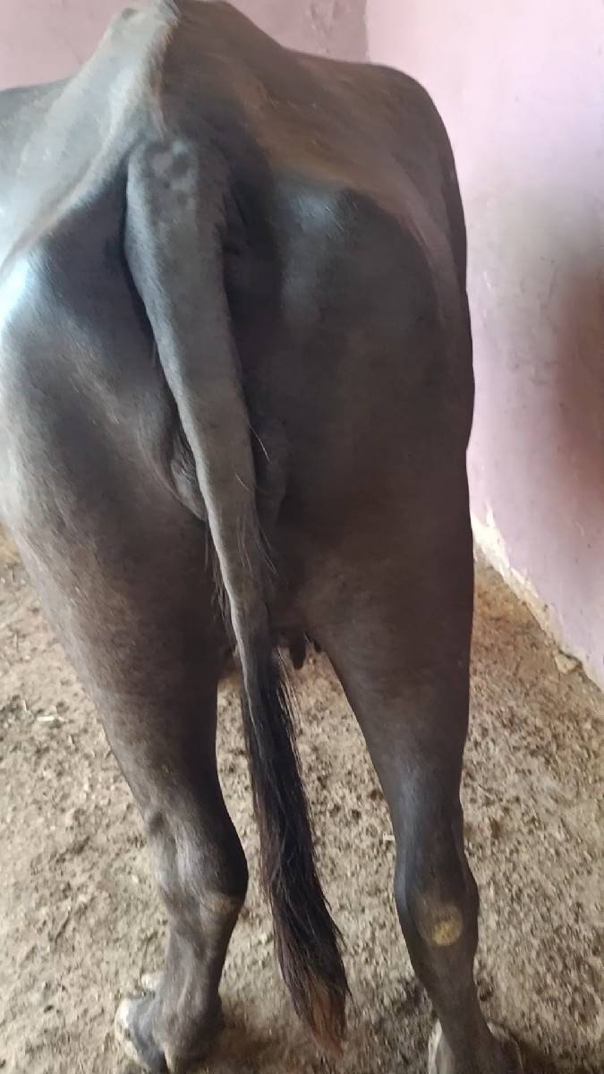 પેલવેતરૂ ખળેલુ વેચવા નૂ છે