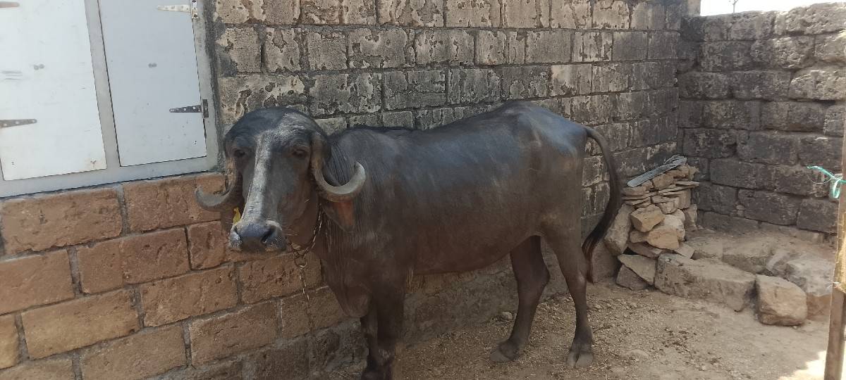 ભેંશ અને ખડેલી