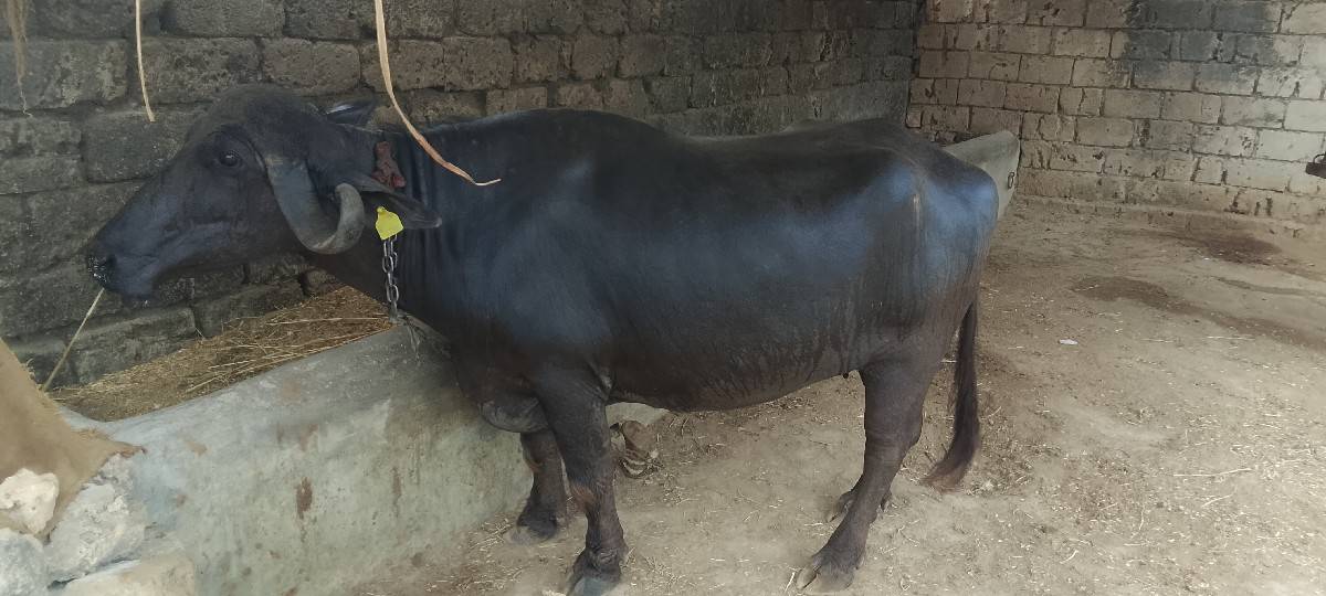 ભેંશ અને ખડેલી