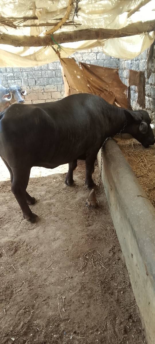 ભેંશ અને ખડેલી