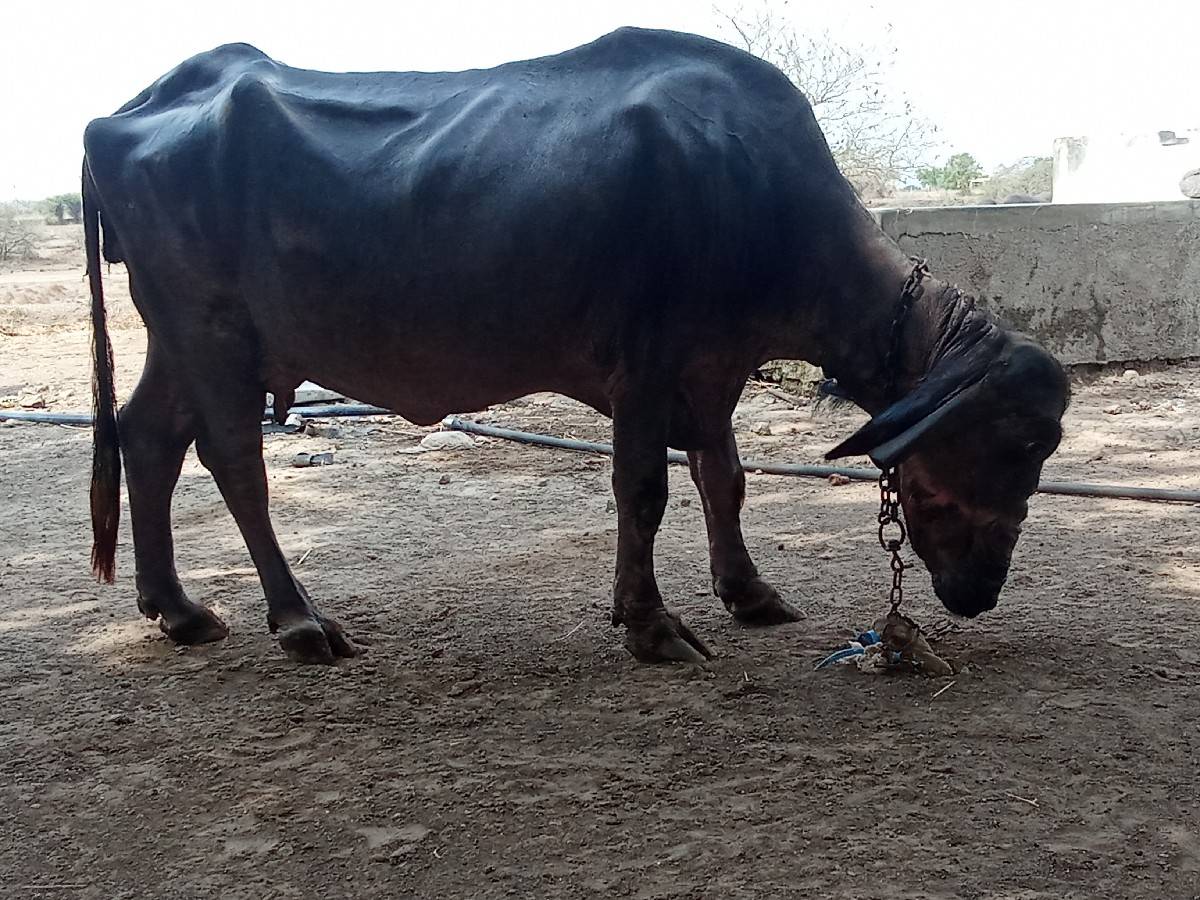 ભેસવેચાવછે 8 કાચી છે