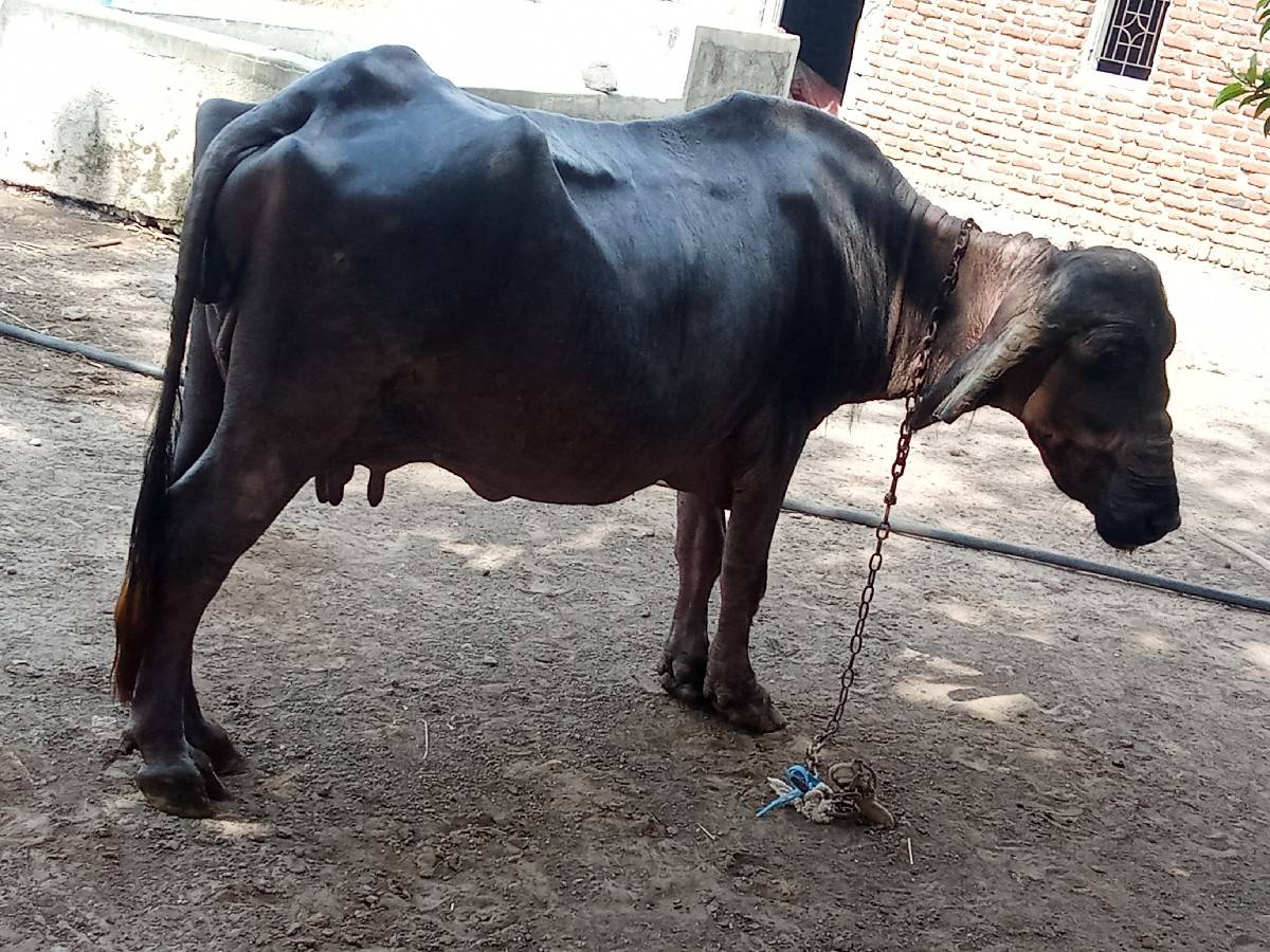 ભેસવેચાવછે 8 કાચી છે