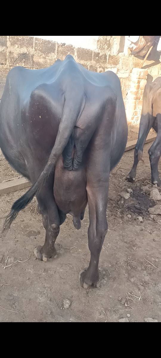 4veter viya 6e