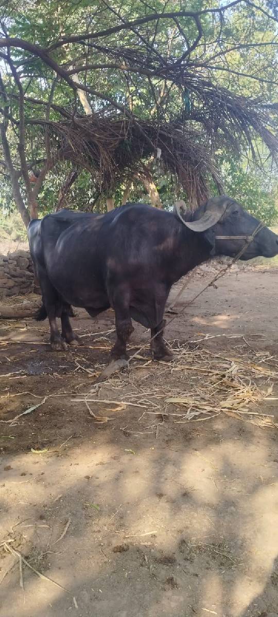 ભેંસ વેચવાની છે