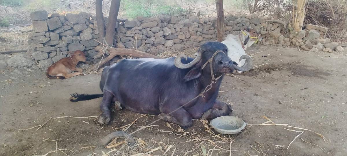 ભેંસ વેચવાની છે
