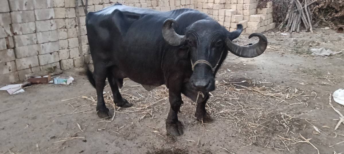 ભેંસ વેચવાની છે
