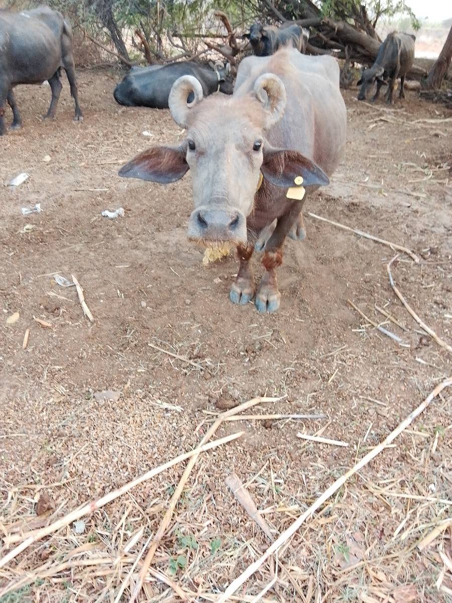 બની નઃસલ ભેંસ વેચવાની