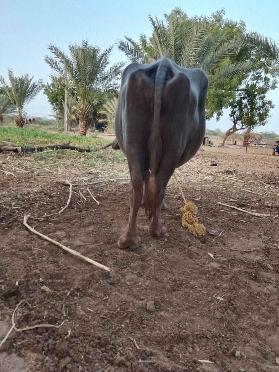 બની નઃસલ ભેંસ વેચવાની