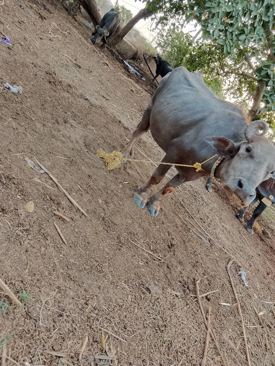 બની નઃસલ ભેંસ વેચવાની