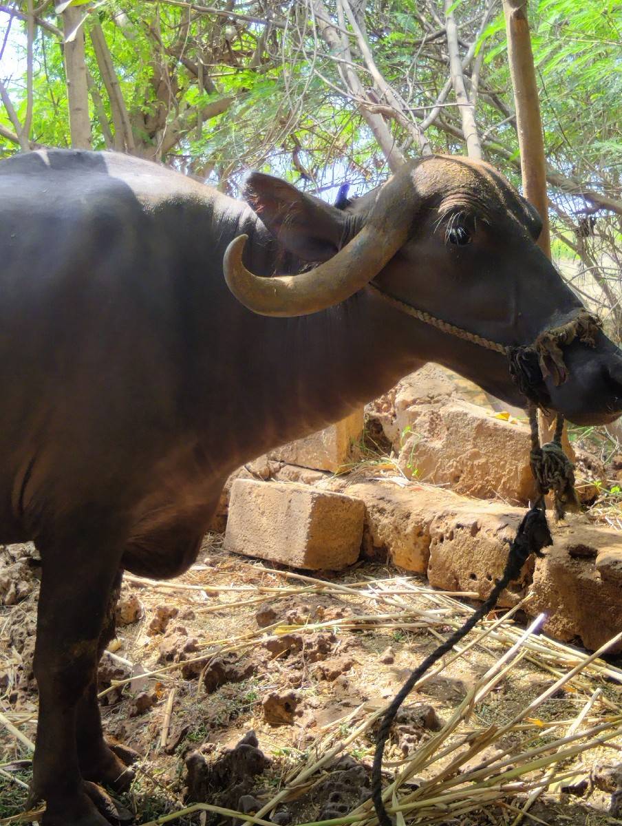 પેલુ વેતર સાવ સોજી છે