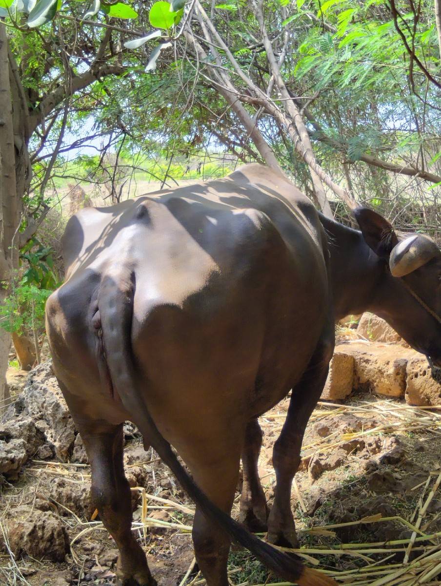 પેલુ વેતર સાવ સોજી છે